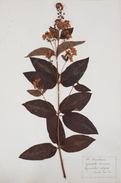 Herbarium. Important herbarium carefully...