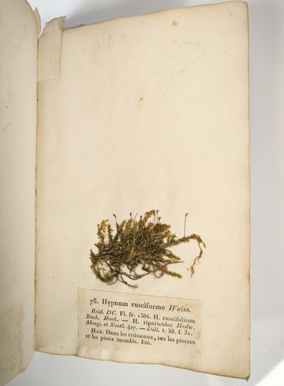 BREBISSON (L. Alphonse de). Mosses of Normandy....