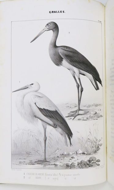 Ornithology - BOUTEILLE (Hyppolyte). Ornithologie...