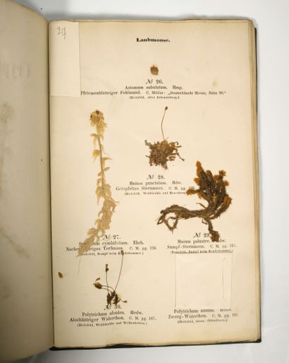 Herbarium - WAGNER (Hermann). Cryptogamen-Herbarium....