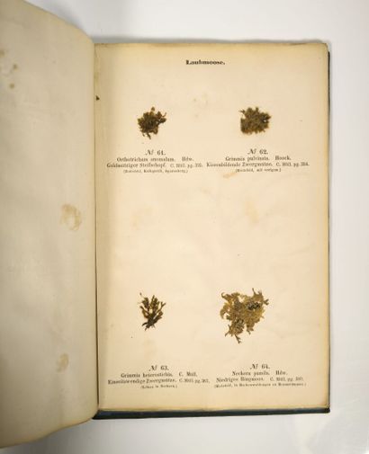 Herbarium - WAGNER (Hermann). Cryptogamen-Herbarium....