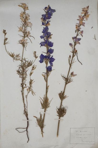 Herbarium. Important herbarium carefully...