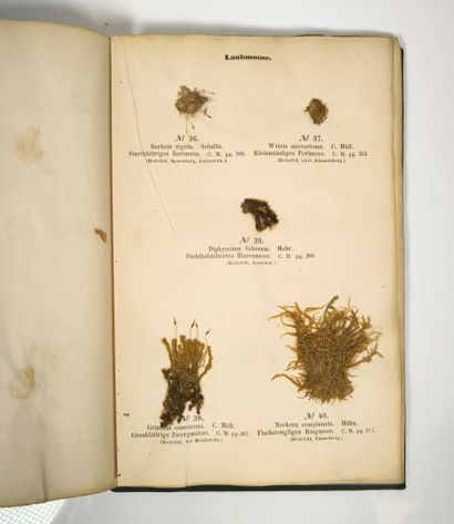 Herbarium - WAGNER (Hermann). Cryptogamen-Herbarium....