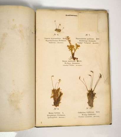 Herbarium - WAGNER (Hermann). Cryptogamen-Herbarium....