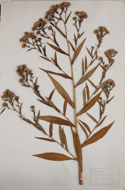 Herbarium. Important herbarium carefully...