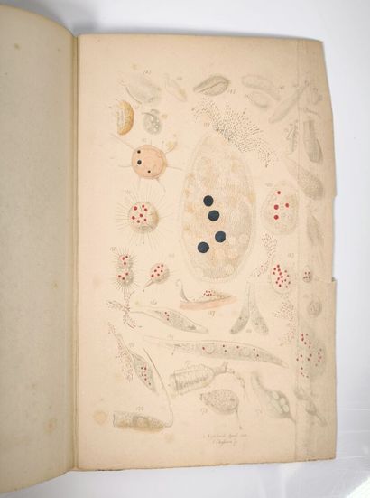PRITCHARD. 300 infusorial animalcules, drawn...