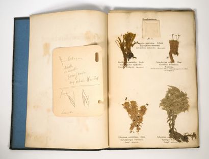Herbarium - WAGNER (Hermann). Cryptogamen-Herbarium....