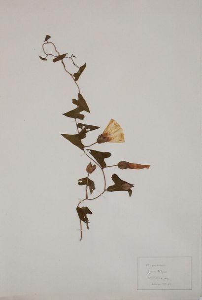 Herbarium. Important herbarium carefully...