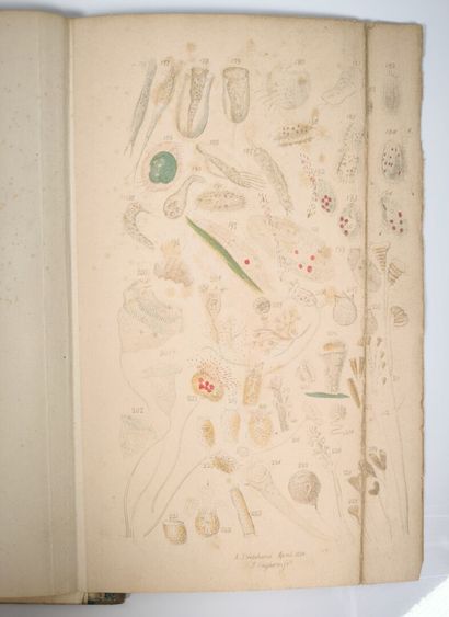 PRITCHARD. 300 infusorial animalcules, drawn...