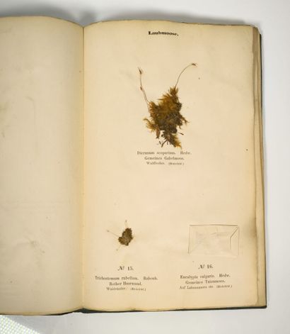 Herbarium - WAGNER (Hermann). Cryptogamen-Herbarium....