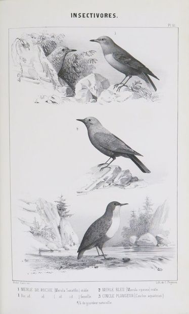 Ornithology - BOUTEILLE (Hyppolyte). Ornithologie...