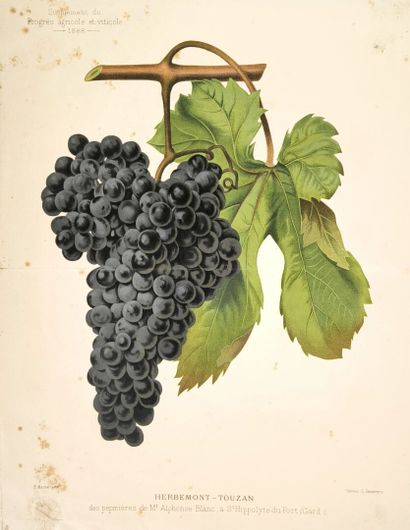 OEnologie. Les Cépages méditerranéens. Montpellier,...
