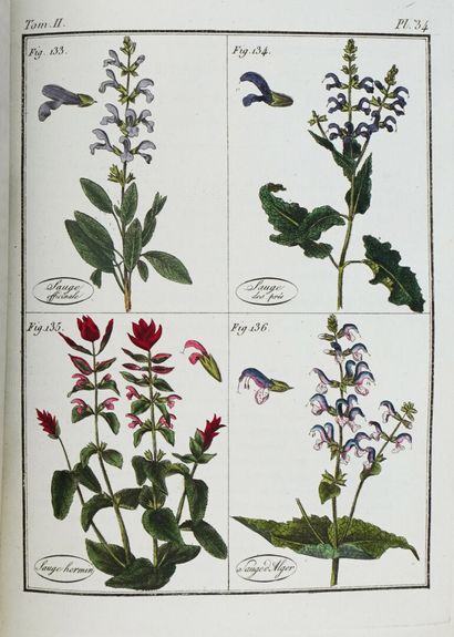 ROQUES (Joseph). Plantes usuelles, indigènes...