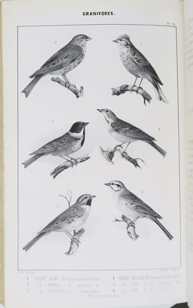 Ornithology - BOUTEILLE (Hyppolyte). Ornithologie...