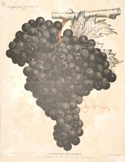 OEnologie. Les Cépages méditerranéens. Montpellier,...