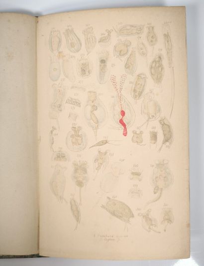 PRITCHARD. 300 infusorial animalcules, drawn...