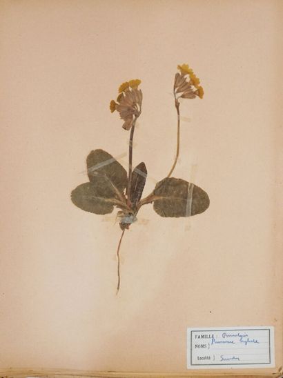 Herbarium. Important herbarium carefully...