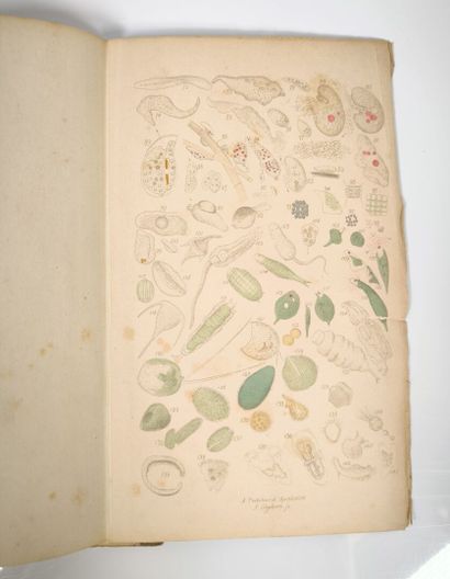 PRITCHARD. 300 infusorial animalcules, drawn...