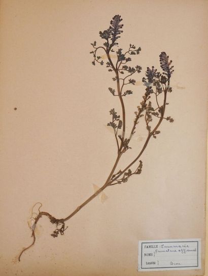 Herbarium. Important herbarium carefully...