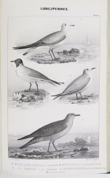 Ornithology - BOUTEILLE (Hyppolyte). Ornithologie...