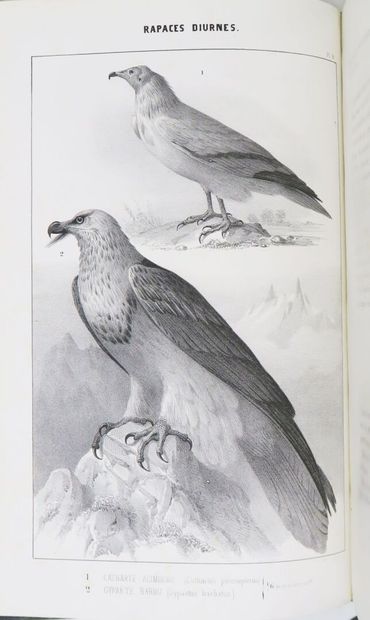 Ornithology - BOUTEILLE (Hyppolyte). Ornithologie...