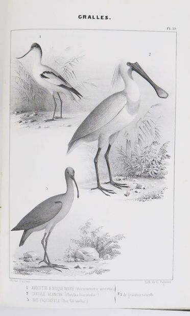 Ornithology - BOUTEILLE (Hyppolyte). Ornithologie...