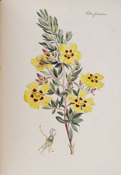CLAIRVILLE (Joseph Philippe de). Selected...