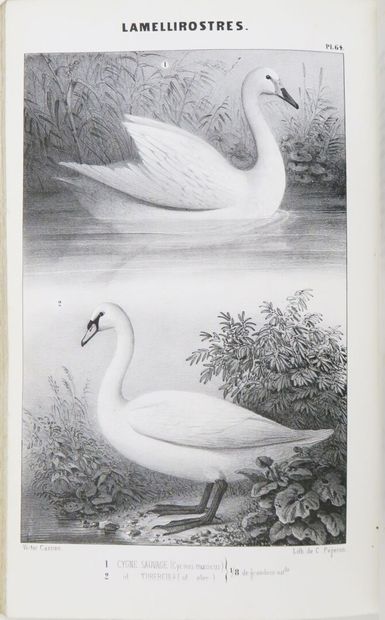 Ornithology - BOUTEILLE (Hyppolyte). Ornithologie...