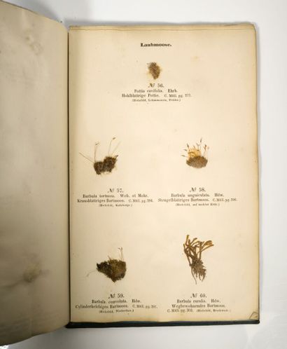 Herbarium - WAGNER (Hermann). Cryptogamen-Herbarium....