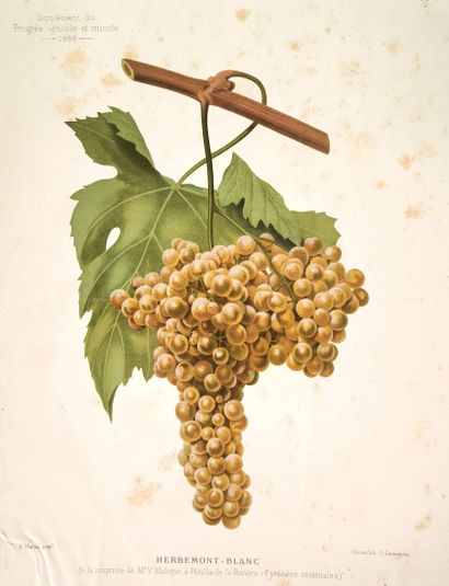 OEnologie. Les Cépages méditerranéens. Montpellier,...