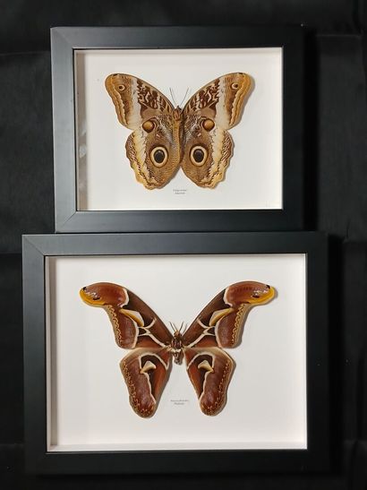 Two entomological frames containing : 
Caligo...