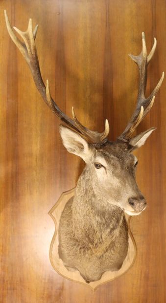 Red deer (Cervus elaphus ) (CH) :
whole naturalized...