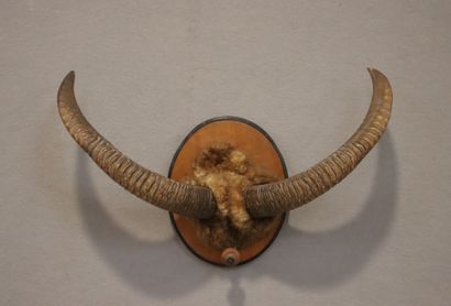 Mouflon spp (NR): massacre with dander present...