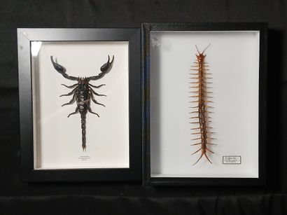 An entomological frame and box containing...