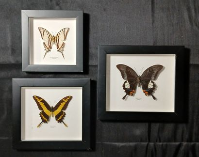 Three entomological boxes containing : 
Eurytides...