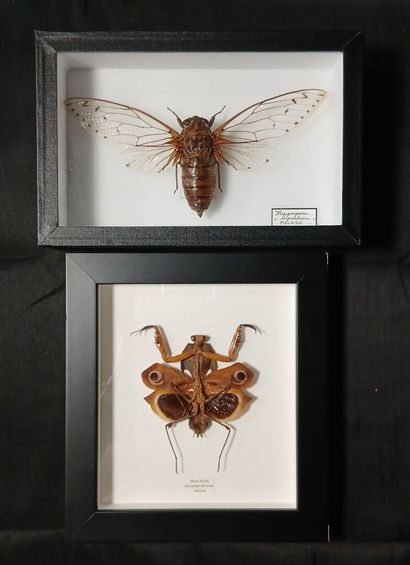A frame and an entomological box containing...