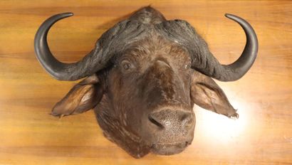 Caffer buffalo (Syncerus caffer) (CH)
naturalized...