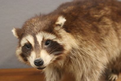 Raccoon (Procyon lotor) (CH):
Whole naturalized...