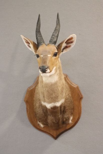 Guib Harnaché (Tragelaphus scriptus) (CH)
Naturalized...