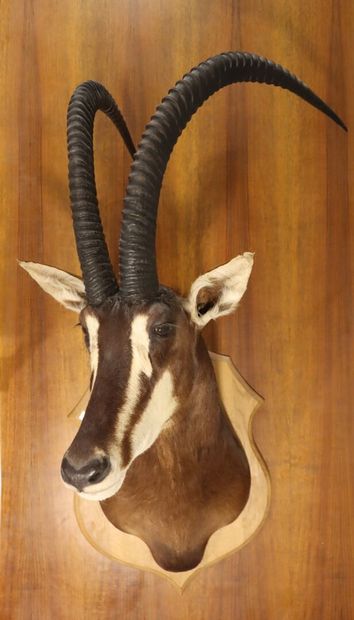 Roan antelope (Hippotragus equinus) (CH)...