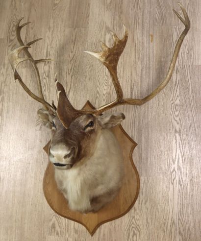 Caribou (Rangifer tarandus) (CH): 
cape head...