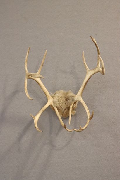Reindeer (Rangifer Tarandus)(NR): massacre...
