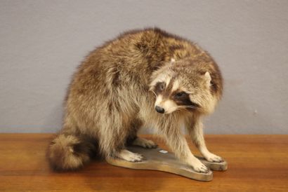 Raccoon (Procyon lotor) (CH):
Naturalized...