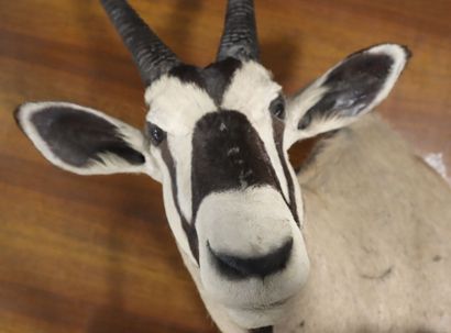 Oryx (Oryx gazella) (CH)
Head in cape, turned...
