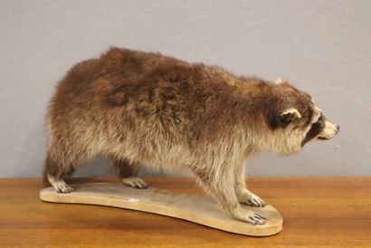 Raccoon (Procyon lotor) (CH):
Whole naturalized...
