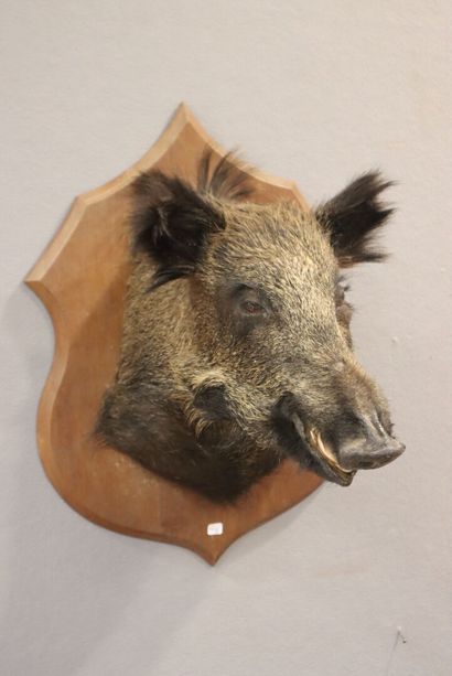 Wild boar Sus scrofa (CH)
Specimen in cape...