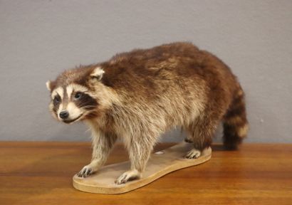 Raccoon (Procyon lotor) (CH):
Whole naturalized...