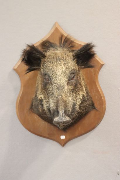 Wild boar Sus scrofa (CH)
Specimen in cape...