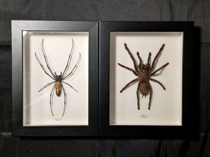 Two entomological boxes including : 
Mygale...