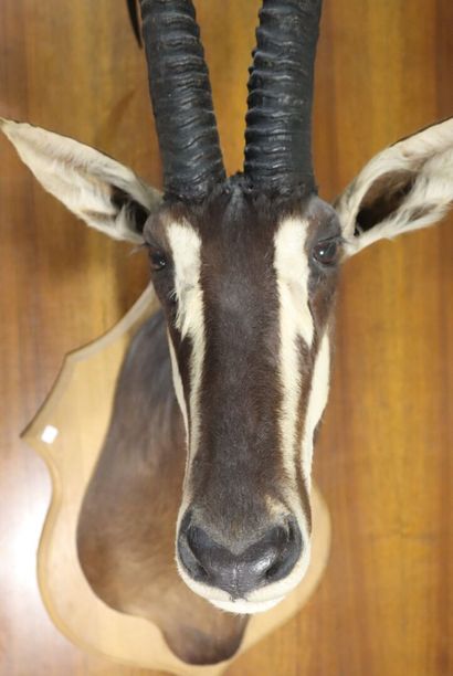 Roan antelope (Hippotragus equinus) (CH)...